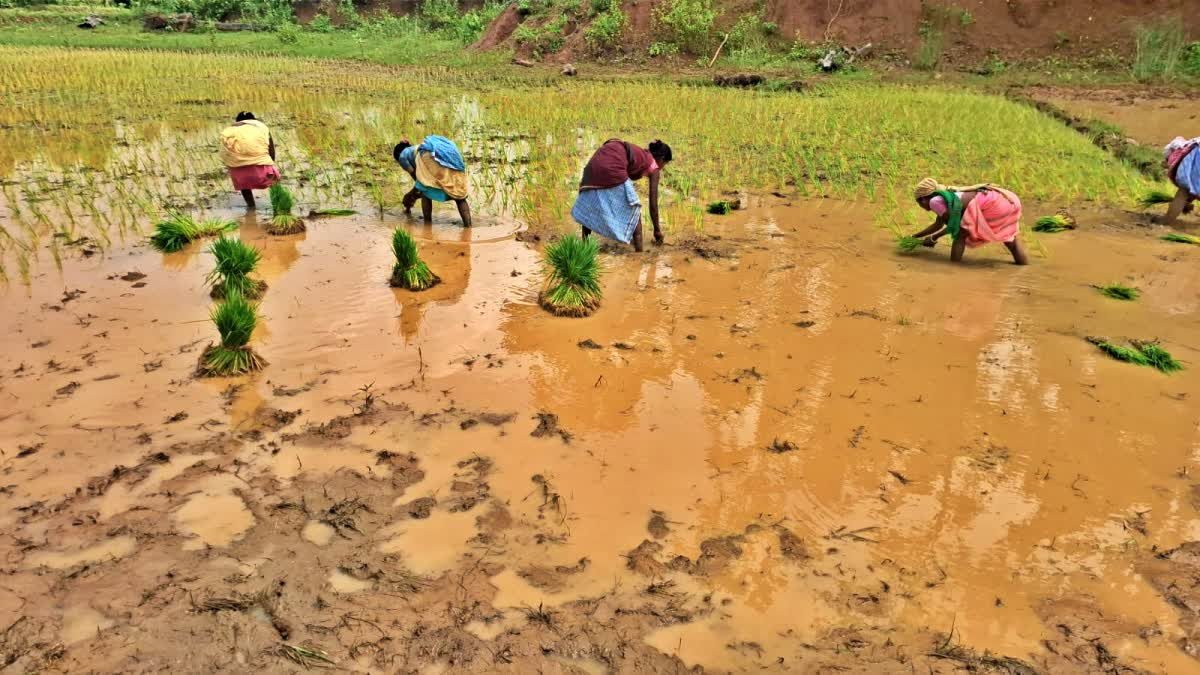 साहिबगंज में बारिश और आच्छादन से अच्छी पैदावार की उम्मीद
