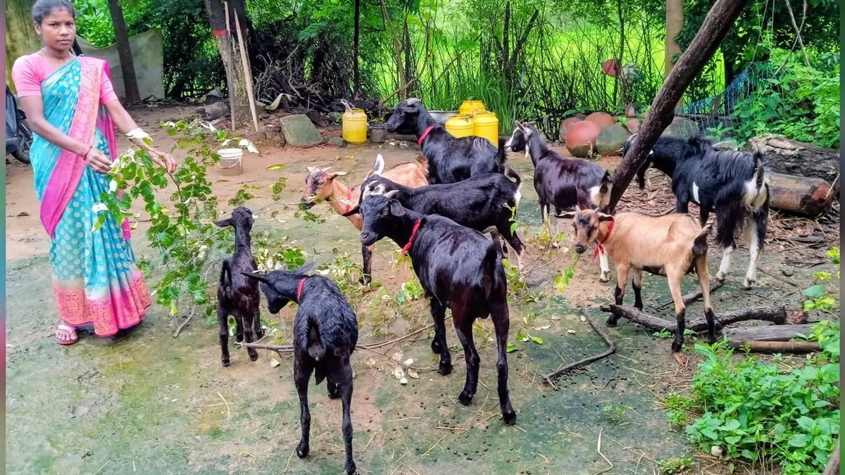 सिमडेगा के केरसई प्रखंड में आजीविका गतिविधियां चला रहीं दयामनी किंडो
