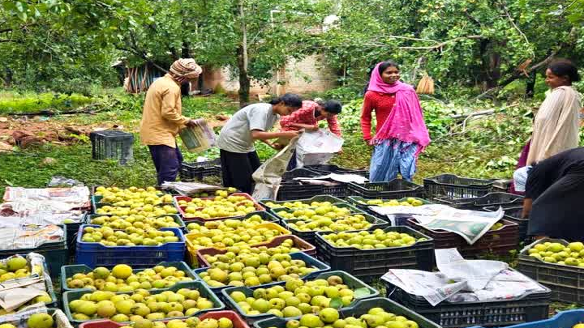 नेतरहाट में बाजार भेजने के लिए तैयार की जा रही नाशपाती की उपज