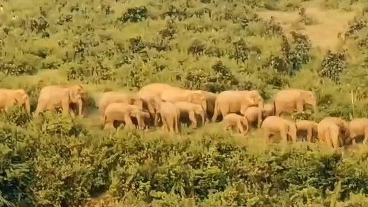 बगोदर क्षेत्र में जंगली हाथियों की आवाजाही से चिंतित ग्रामीण और किसान