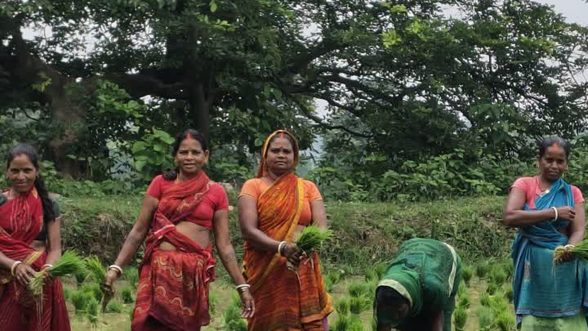 मानसून के दौरान पाकुड़ जिले में बारिश की कमी को दर्शाता दृश्य