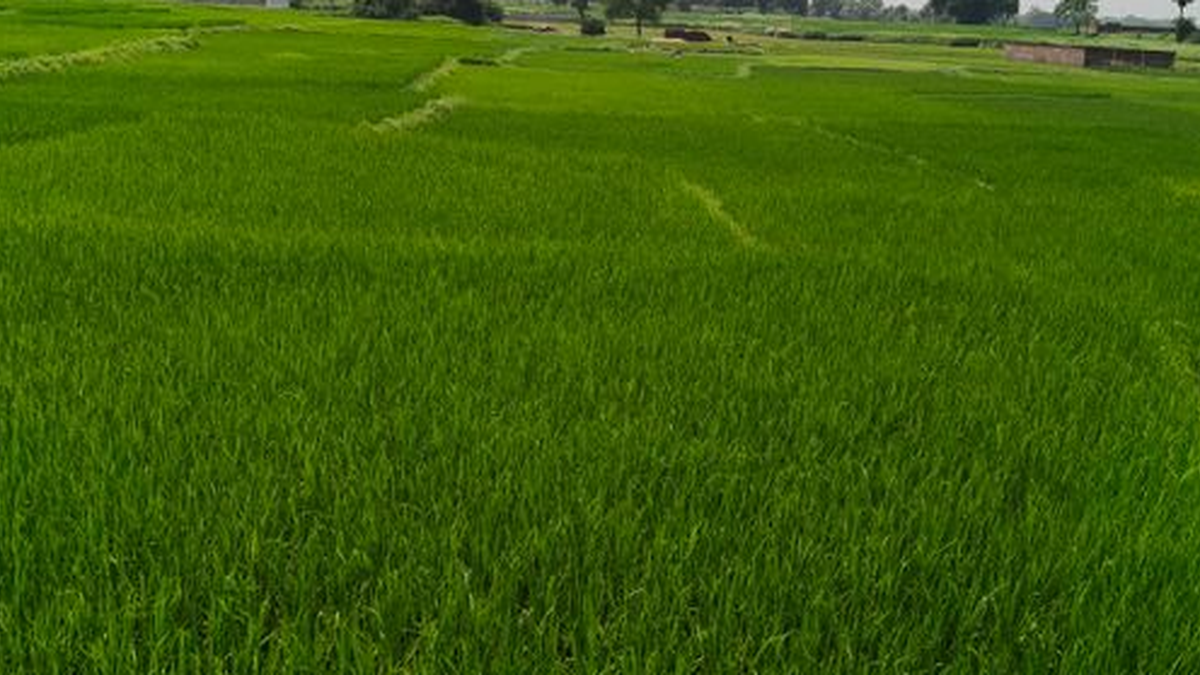 गढ़वा जिले में बारिश के बाद खेत में की गई धान की रोपनी