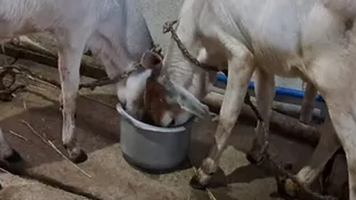 धनबाद के टुंडी क्षेत्र में लंपी बीमारी से प्रभावित मवेशियों से जुड़ी खबर
