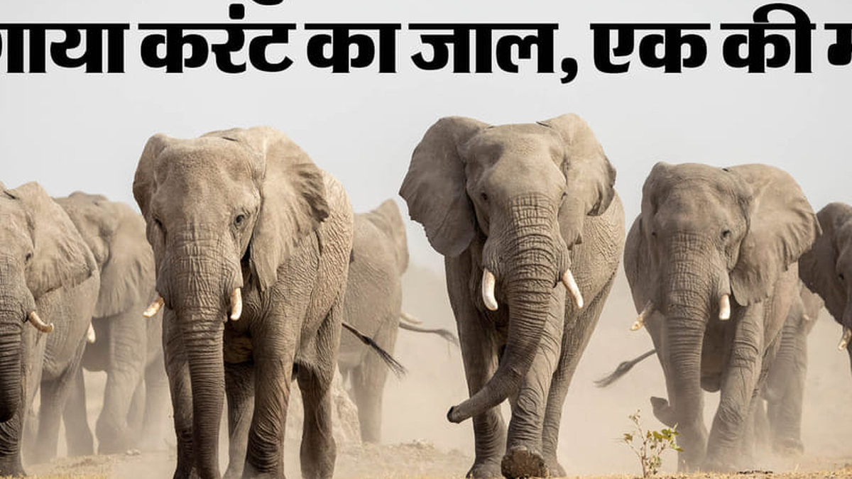 लातेहार के बालूमाथ क्षेत्र में मृत जंगली हाथी के मामले की जांच करती वन विभाग की टीम