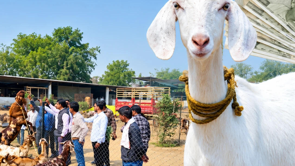 झारखंड में व्यावसायिक बकरी पालन योजना के लिए आवेदन और अनुदान की जानकारी