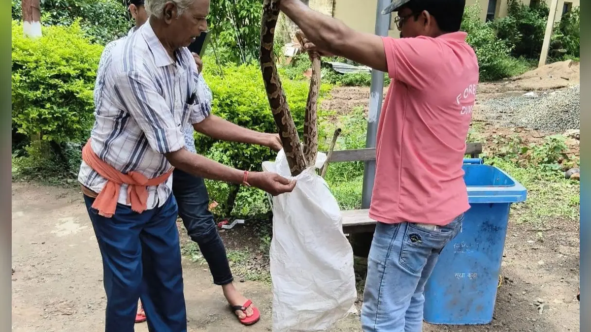 हंसडीहा नवोदय विद्यालय परिसर में अजगर को सुरक्षित पकड़ती रेस्क्यू टीम