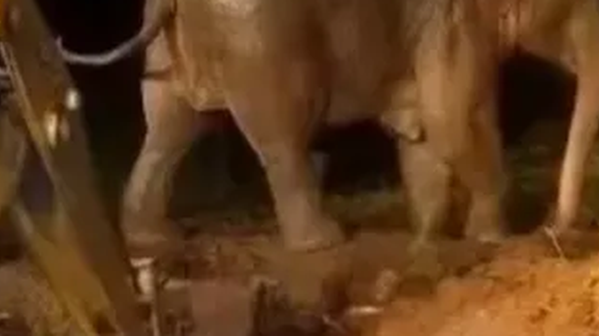तोरपा के गिडुंग में कुएं से हाथी के बच्चे को निकालता बचाव दल