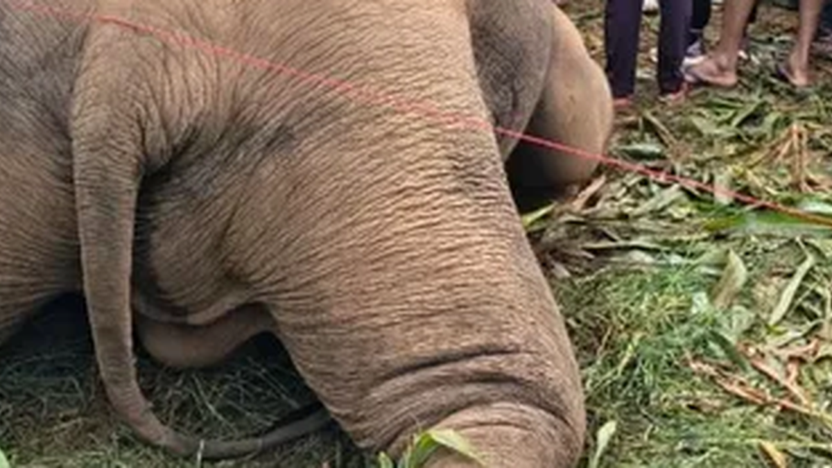 लातेहार के कोमर गांव में हाथी की मौत के बाद जांच करता वन विभाग