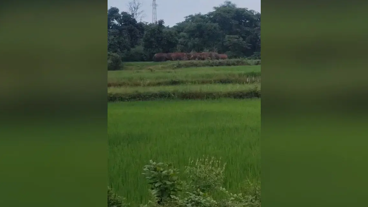 चांडिल वन क्षेत्र के पास खेतों में मौजूद हाथियों का झुंड