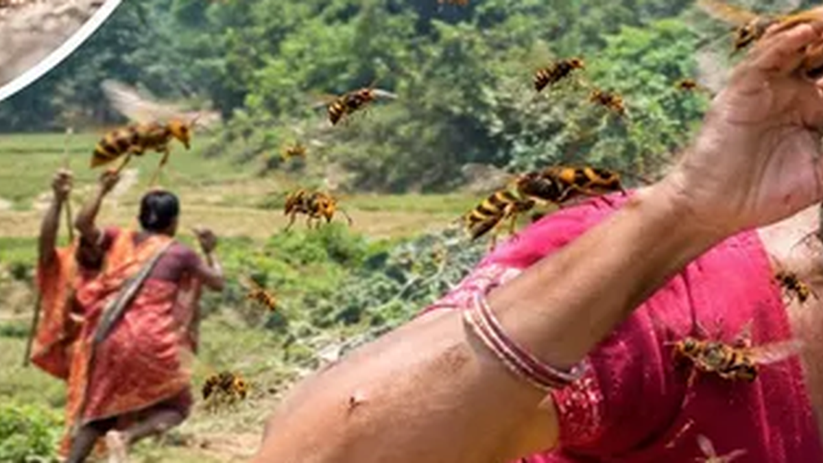 गिरिडीह के गावां प्रखंड में जंगली बिरनियों के हमलों से चिंतित ग्रामीण