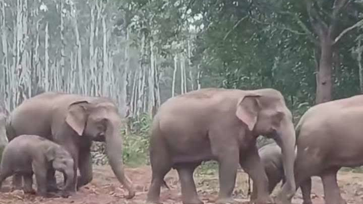 गुमला के पालकोट क्षेत्र में जंगली हाथियों के आगमन को लेकर जारी वन विभाग का अलर्ट