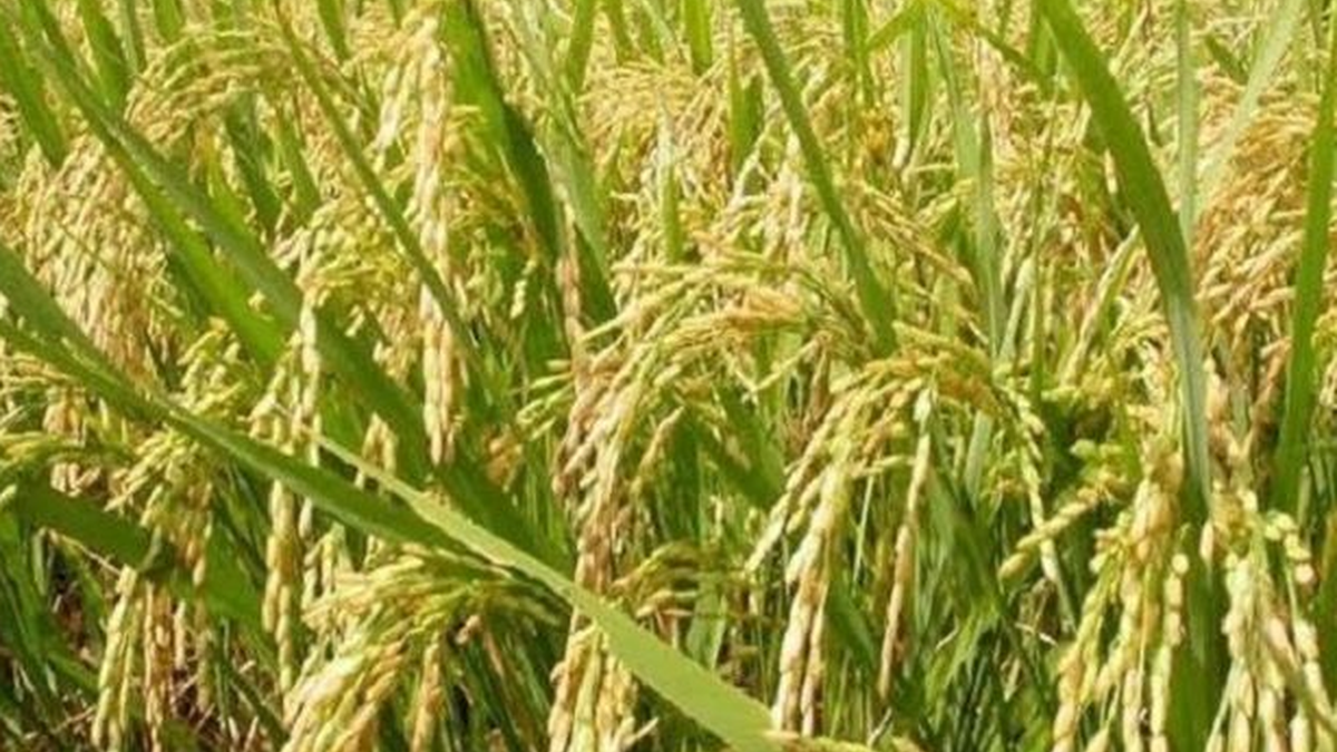 झारखंड में सरकारी धान खरीद व्यवस्था में बदलाव का प्रस्ताव