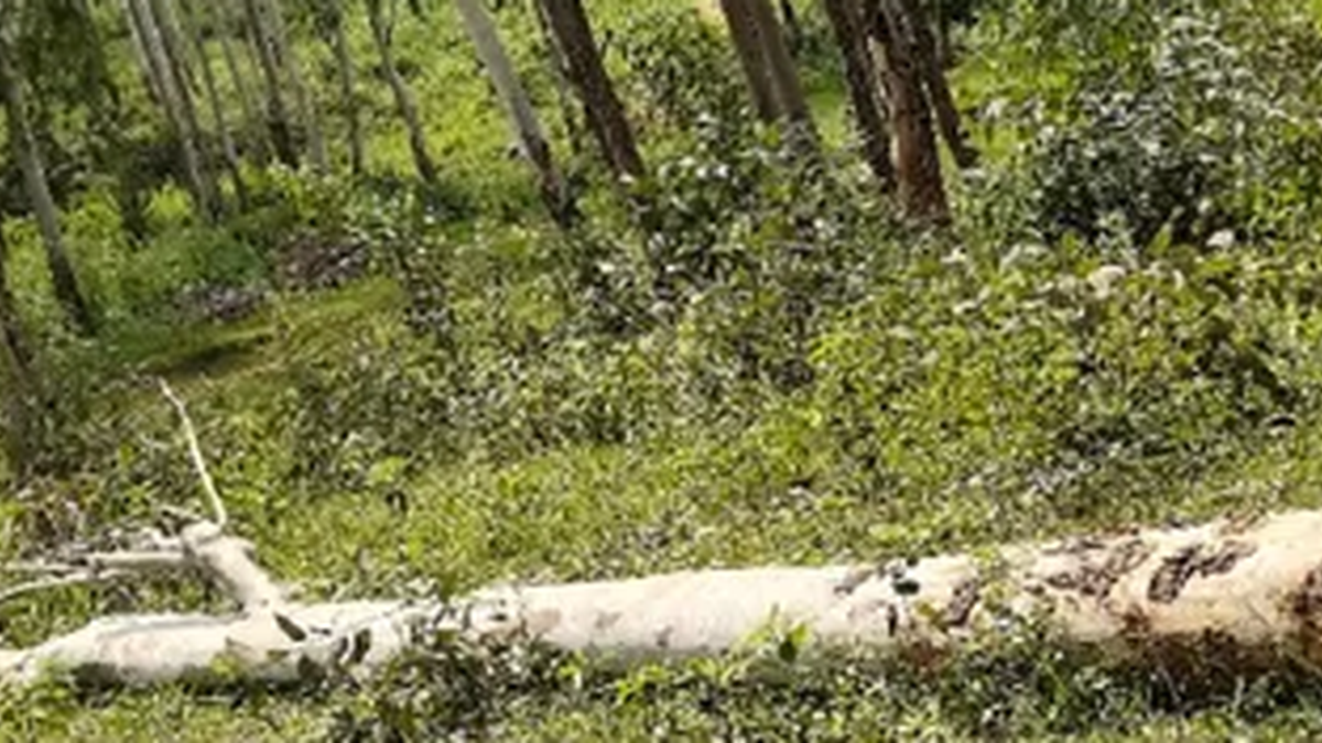 मैक्लुस्कीगंज के भूमि विवादों से जुड़े राजस्व अभिलेखों की जांच का सांकेतिक दृश्य