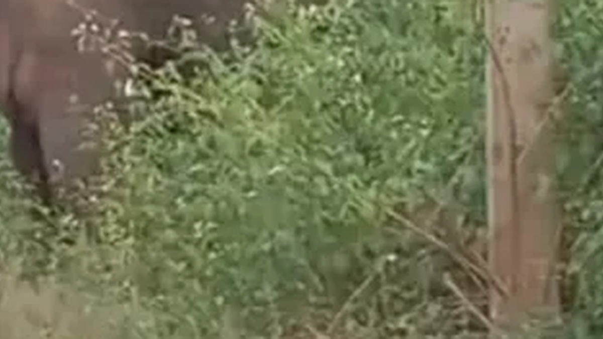 लातेहार के पलामू किला मार्ग पर जंगली हाथियों की सक्रियता को लेकर जारी सुरक्षा सलाह