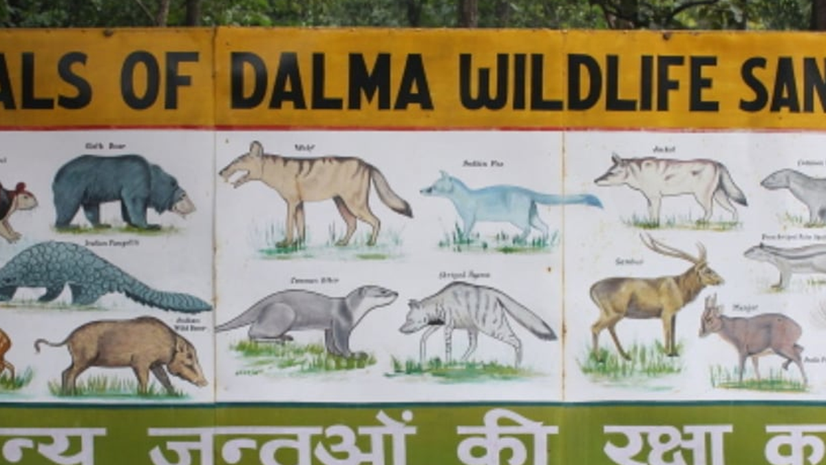 पूर्वी सिंहभूम स्थित दलमा वन्यजीव अभयारण्य का वन क्षेत्र