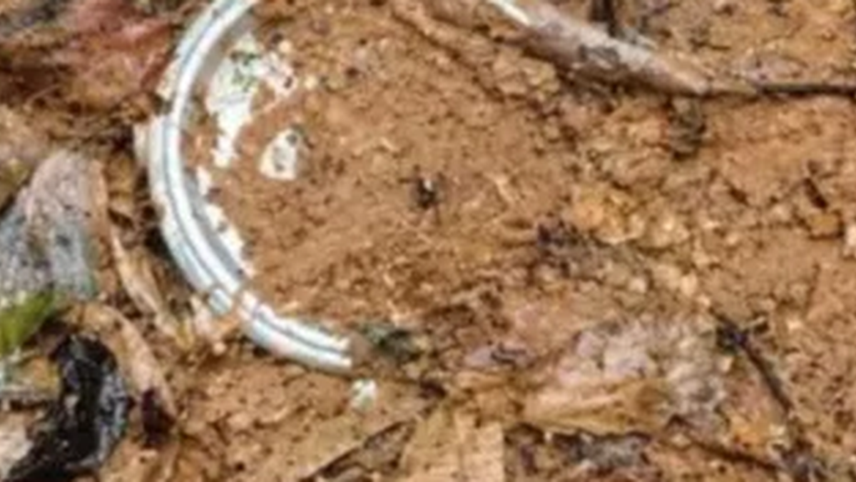 सारंडा के बहदा गांव के पास तलाशी अभियान चलाते सुरक्षाबल