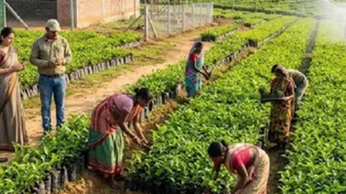गुमला के नर्मा कृषि प्रक्षेत्र में चाय के पौधरोपण की तैयारी