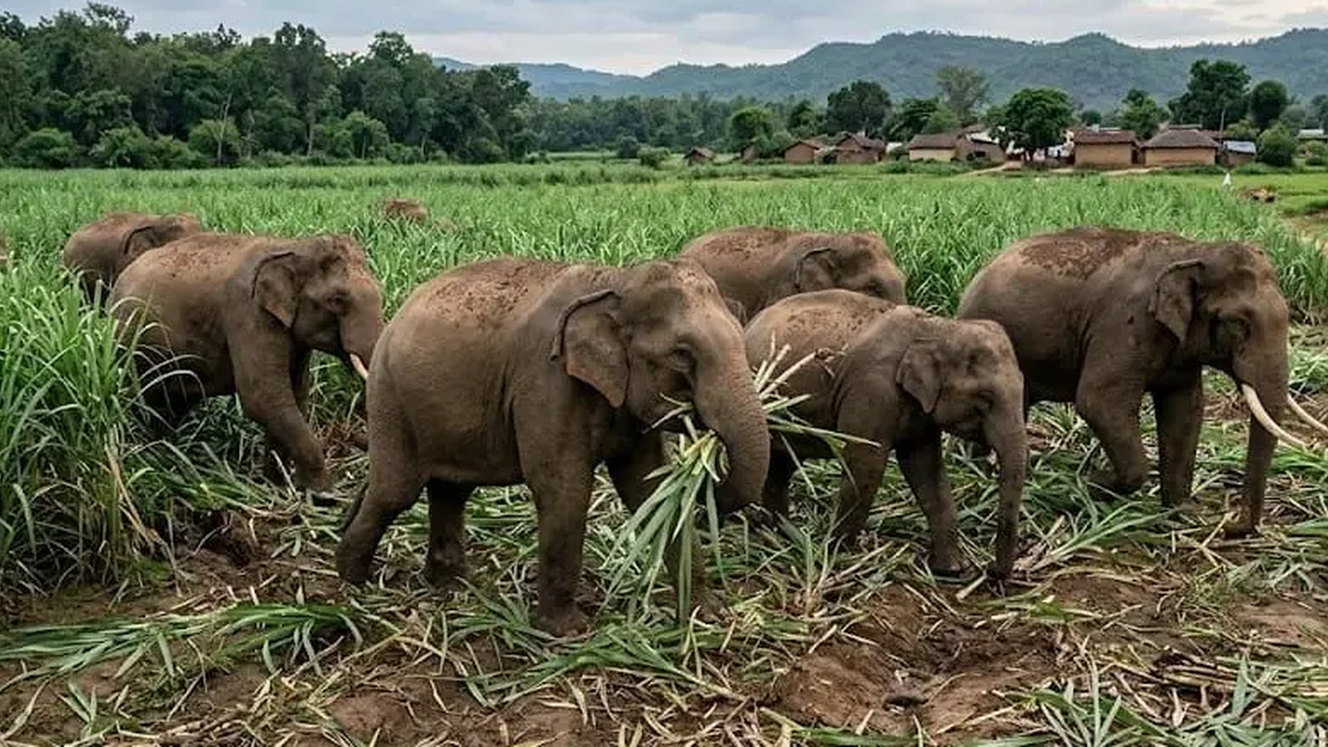 भरनो के खरतंगा अंबाटोली में हाथी के हमले की घटना के बाद सतर्क ग्रामीण