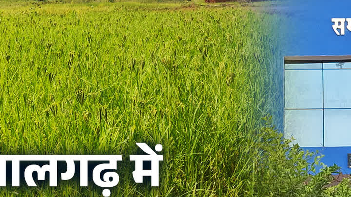 पलामू के मनातू क्षेत्र में मडुआ की खेती से जुड़ी महिला किसान