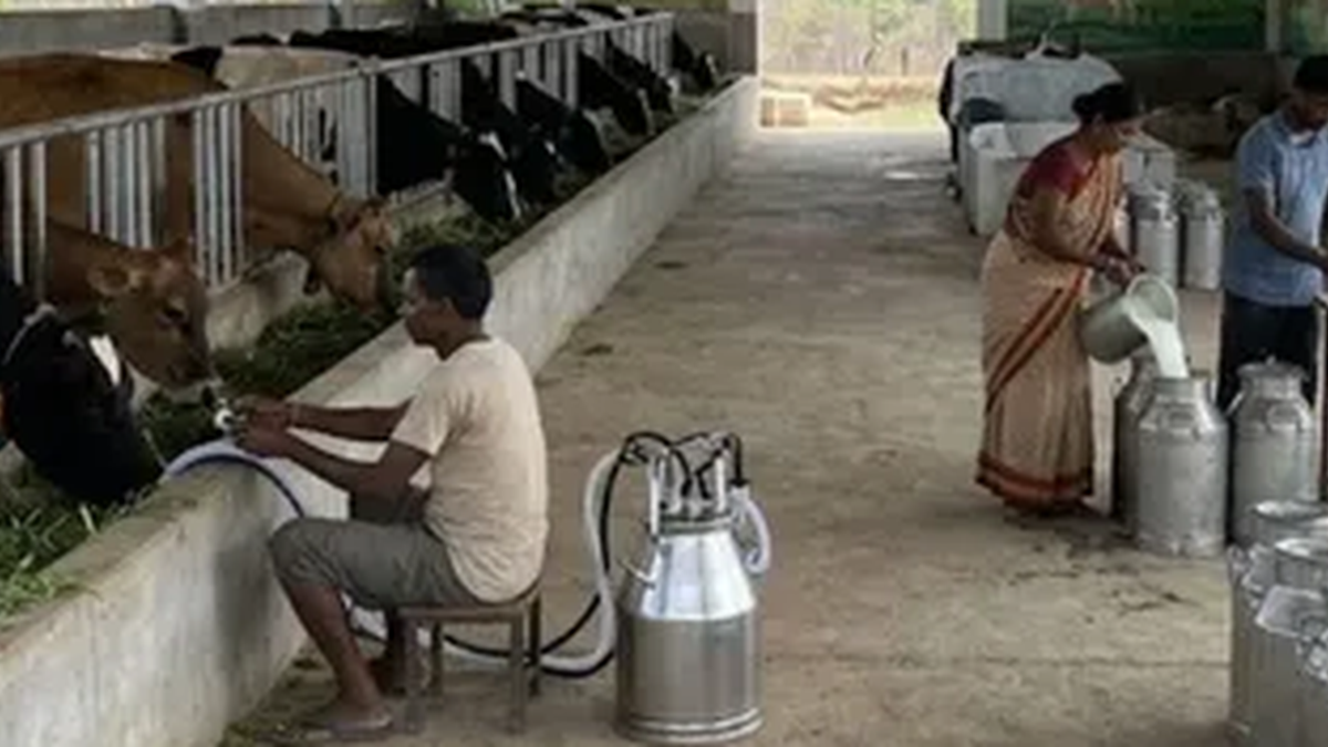 लातेहार के किनामाड़ में संचालित मॉडल डेयरी में रखी गई गायें